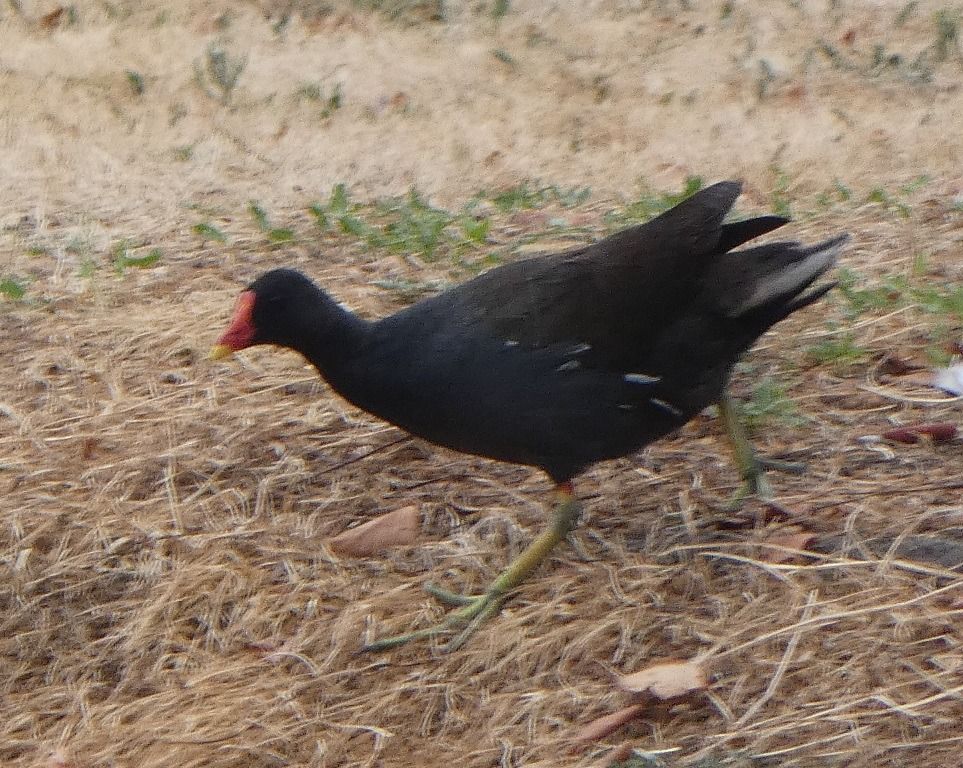 Gallinule poule-d'eau  - Magali Hivert