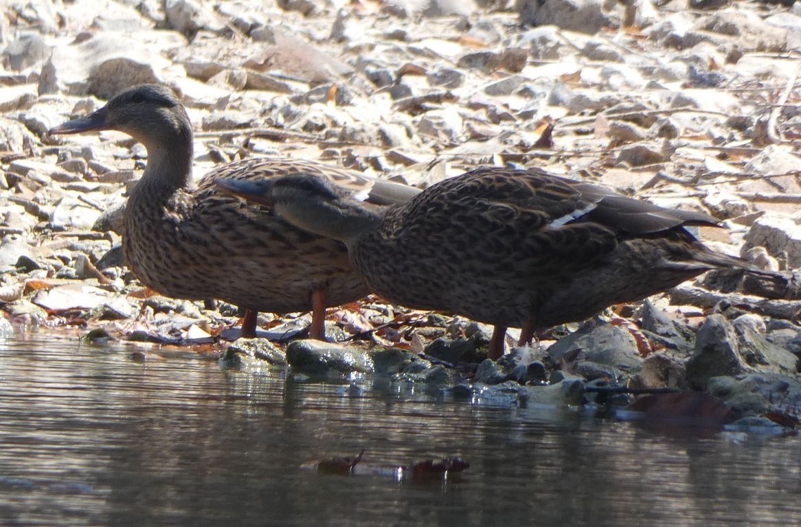 Canard colvert  - Magali Hivert