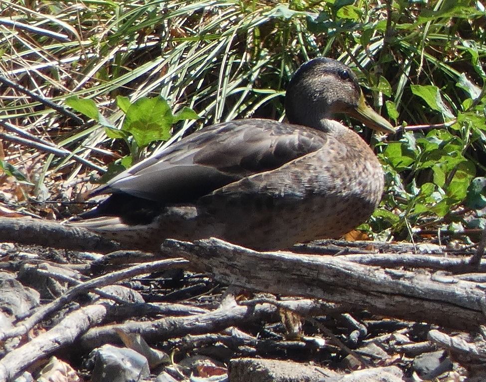 Canard colvert  - Magali Hivert