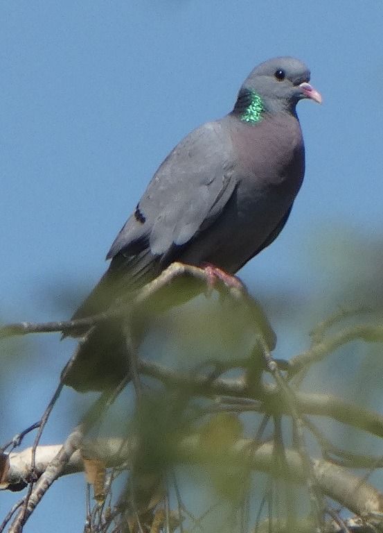 Pigeon colombin  - Magali Hivert