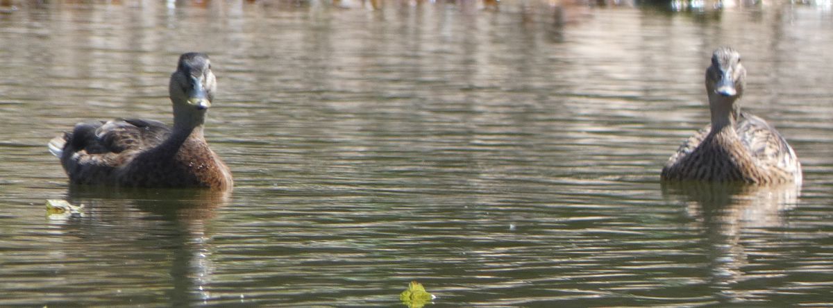 Canard colvert  - Magali Hivert
