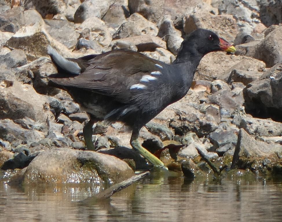 Gallinule poule-d'eau  - Magali Hivert