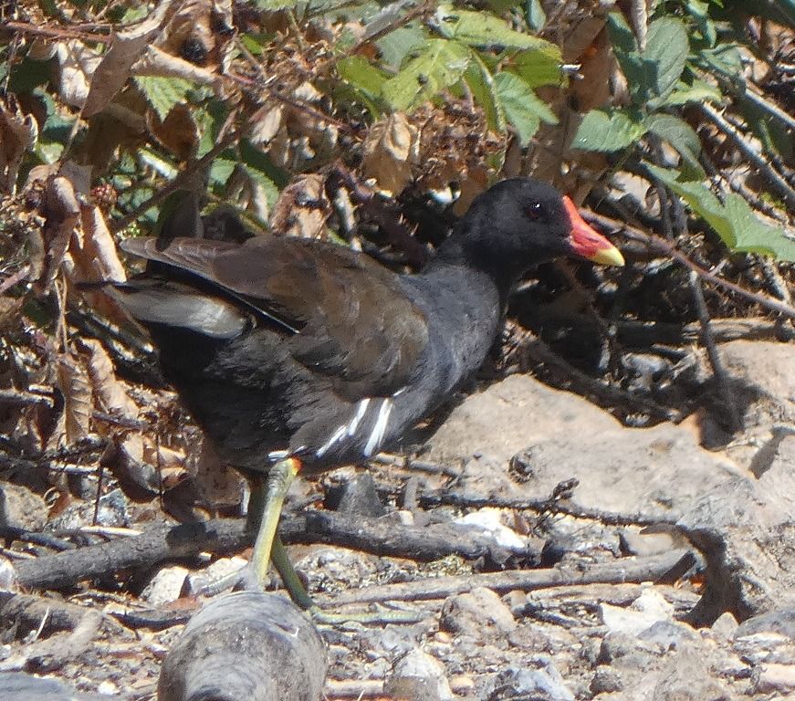 Gallinule poule-d'eau  - Magali Hivert