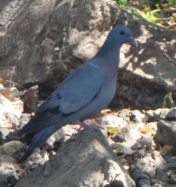 Pigeon colombin  - Magali Hivert