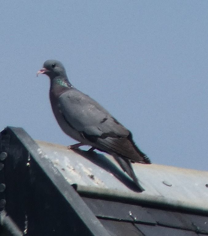 Pigeon colombin  - Magali Hivert