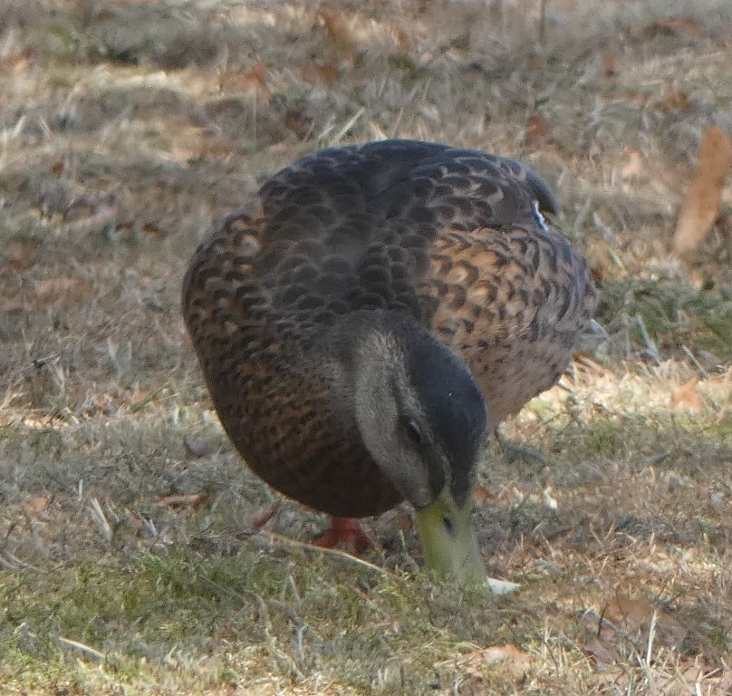 Canard colvert  - Magali Hivert