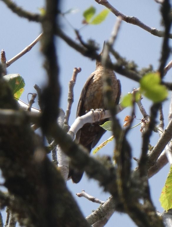 Oiseau indéterminé  - Magali Hivert