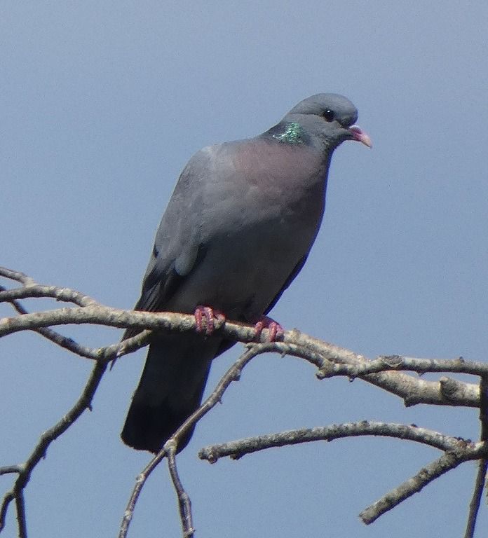 Pigeon colombin  - Magali Hivert
