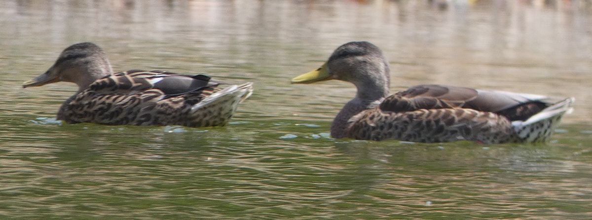 Canard colvert  - Magali Hivert