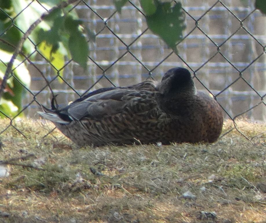 Canard colvert  - Magali Hivert
