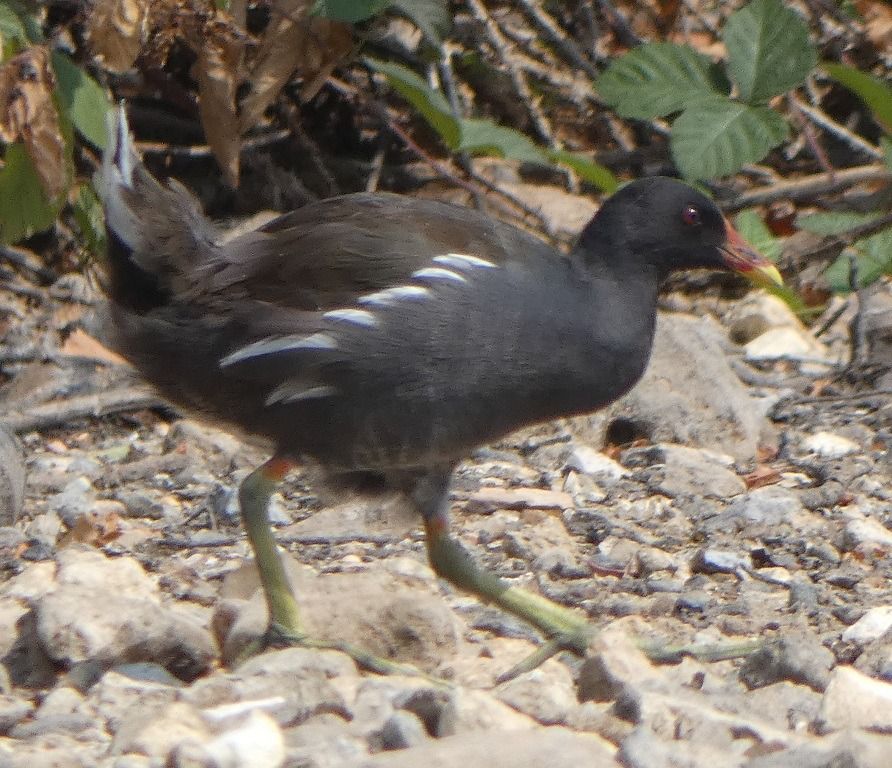 Gallinule poule-d'eau  - Magali Hivert