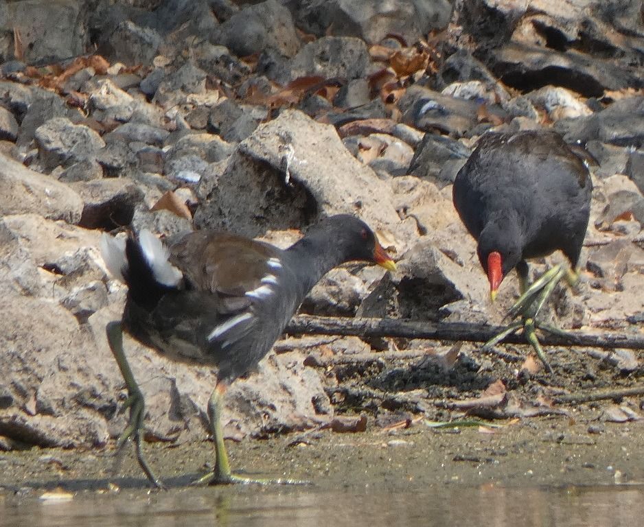 Gallinule poule-d'eau  - Magali Hivert
