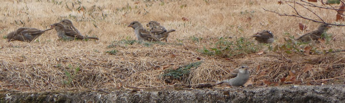 Moineau domestique  - Magali Hivert