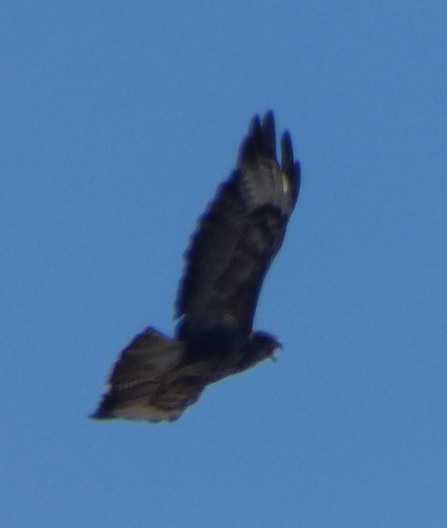 Buse variable  - Magali Hivert