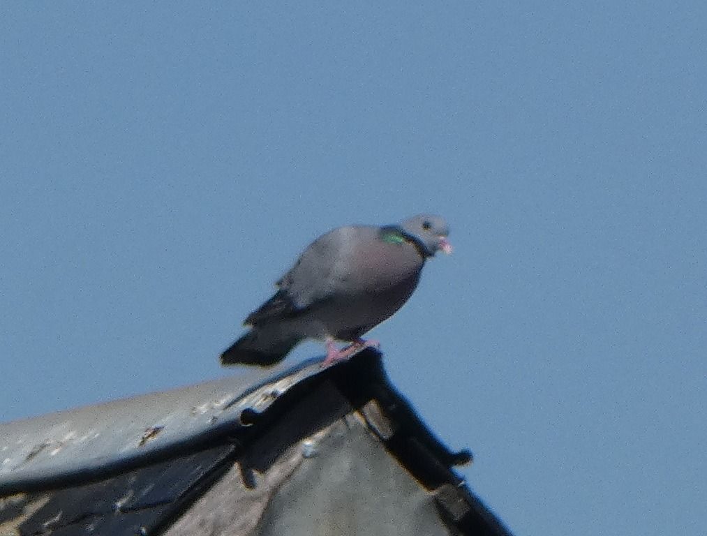 Pigeon colombin  - Magali Hivert