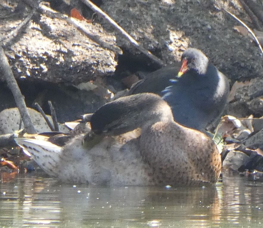 Gallinule poule-d'eau  - Magali Hivert