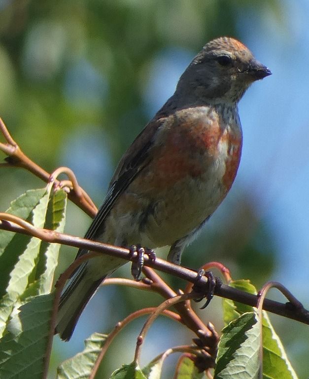 Linotte mélodieuse  - Magali Hivert
