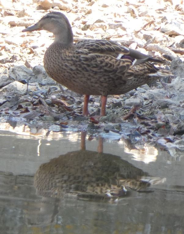 Canard colvert  - Magali Hivert