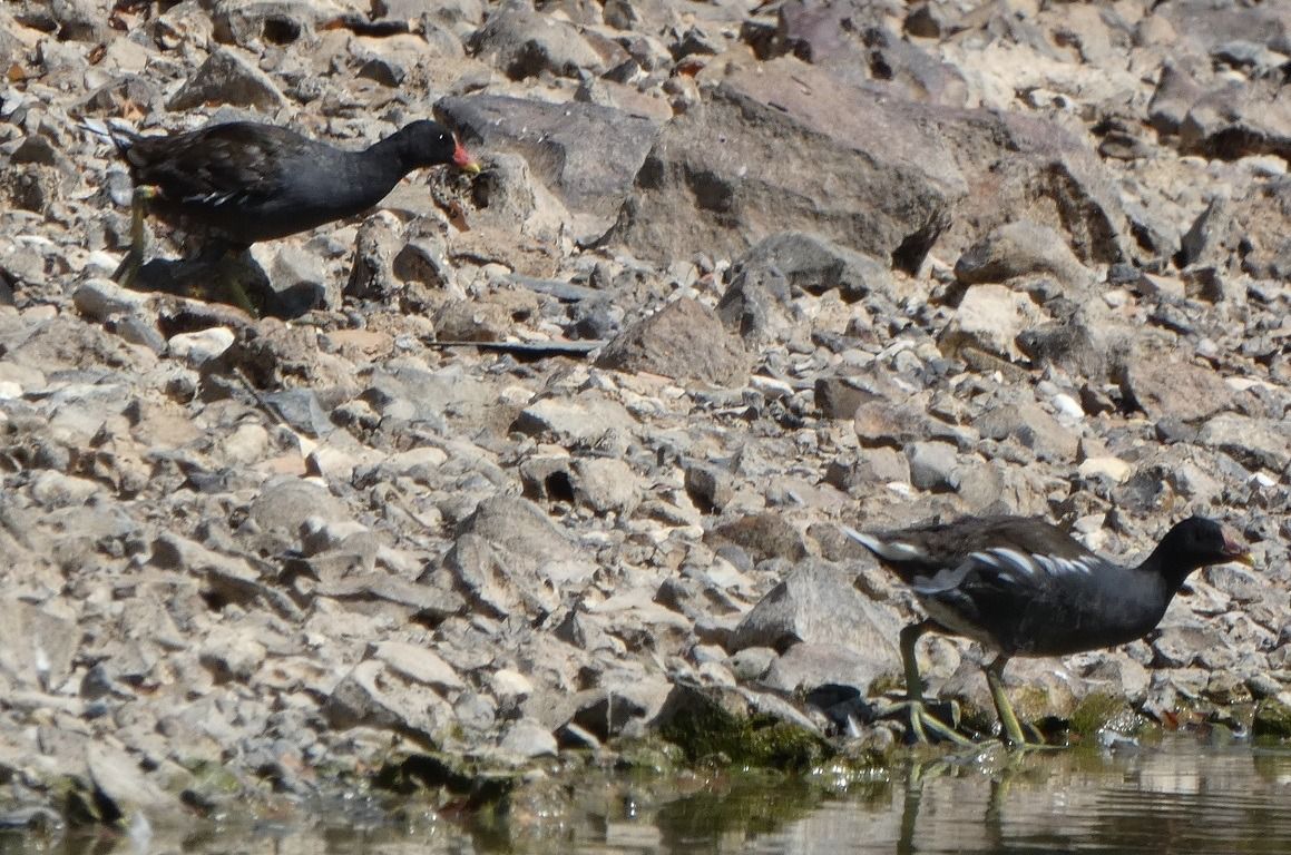 Gallinule poule-d'eau  - Magali Hivert