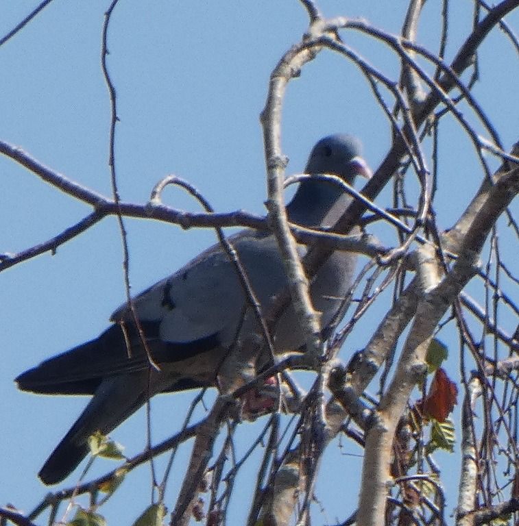 Pigeon colombin  - Magali Hivert