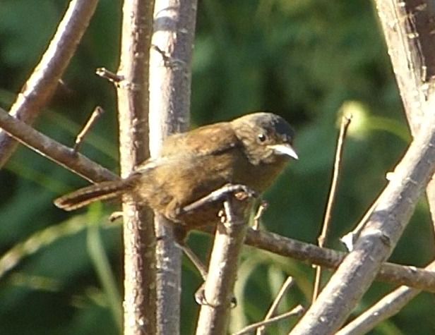 Oiseau indéterminé 
