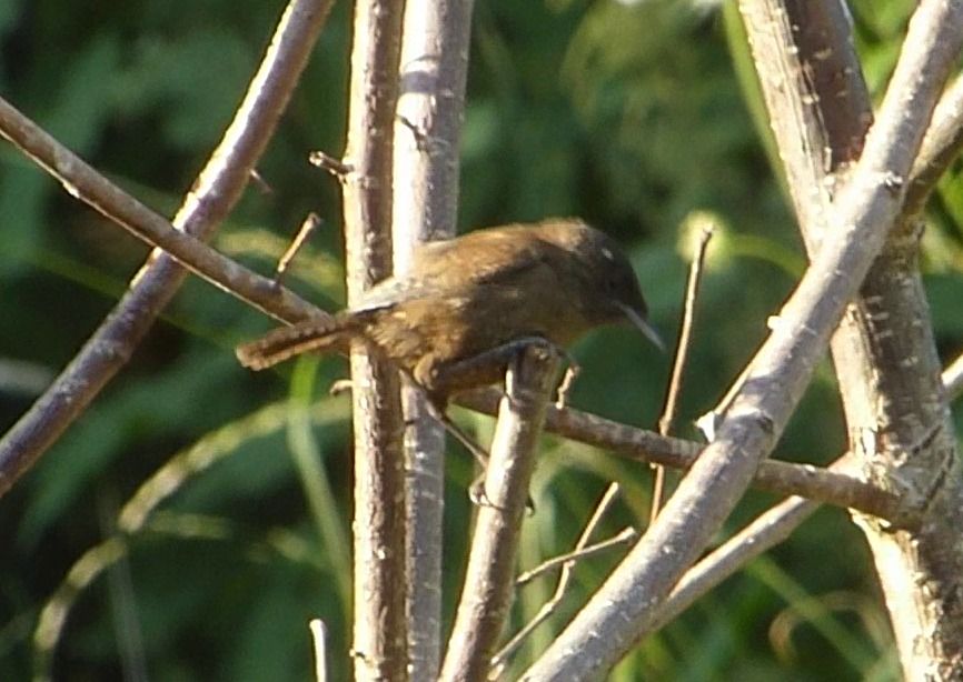 Oiseau indéterminé 