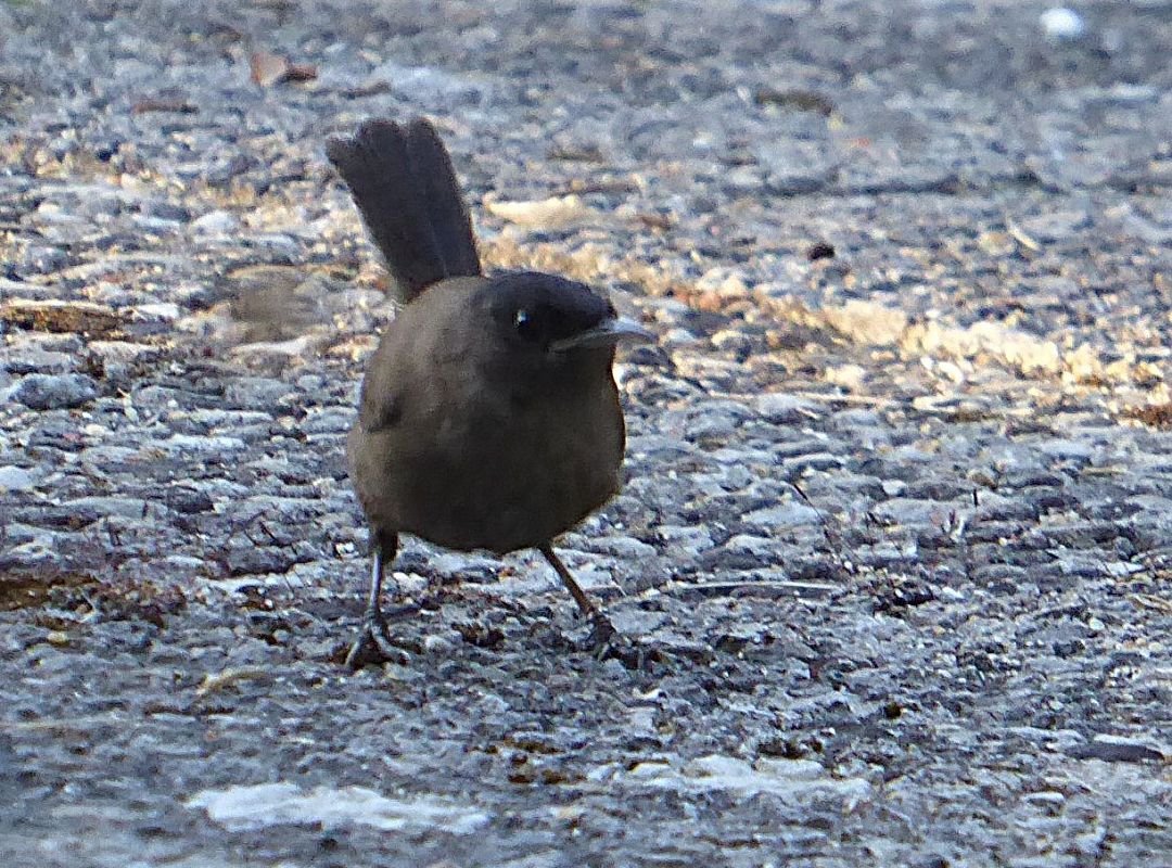 Oiseau indéterminé 
