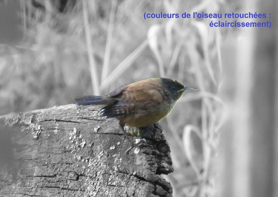 Oiseau indéterminé 