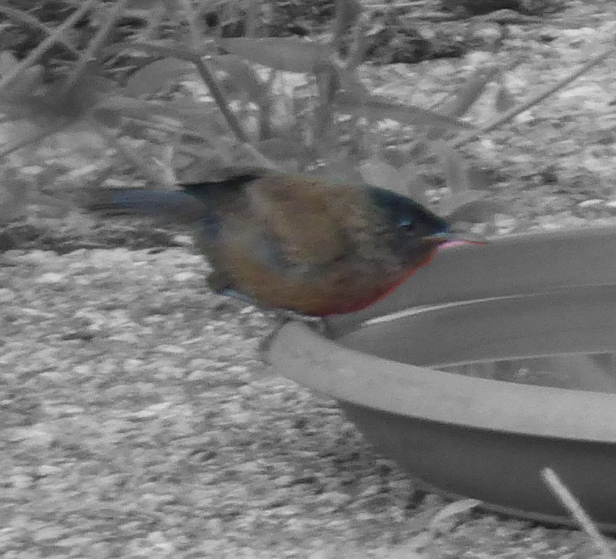 Oiseau indéterminé 