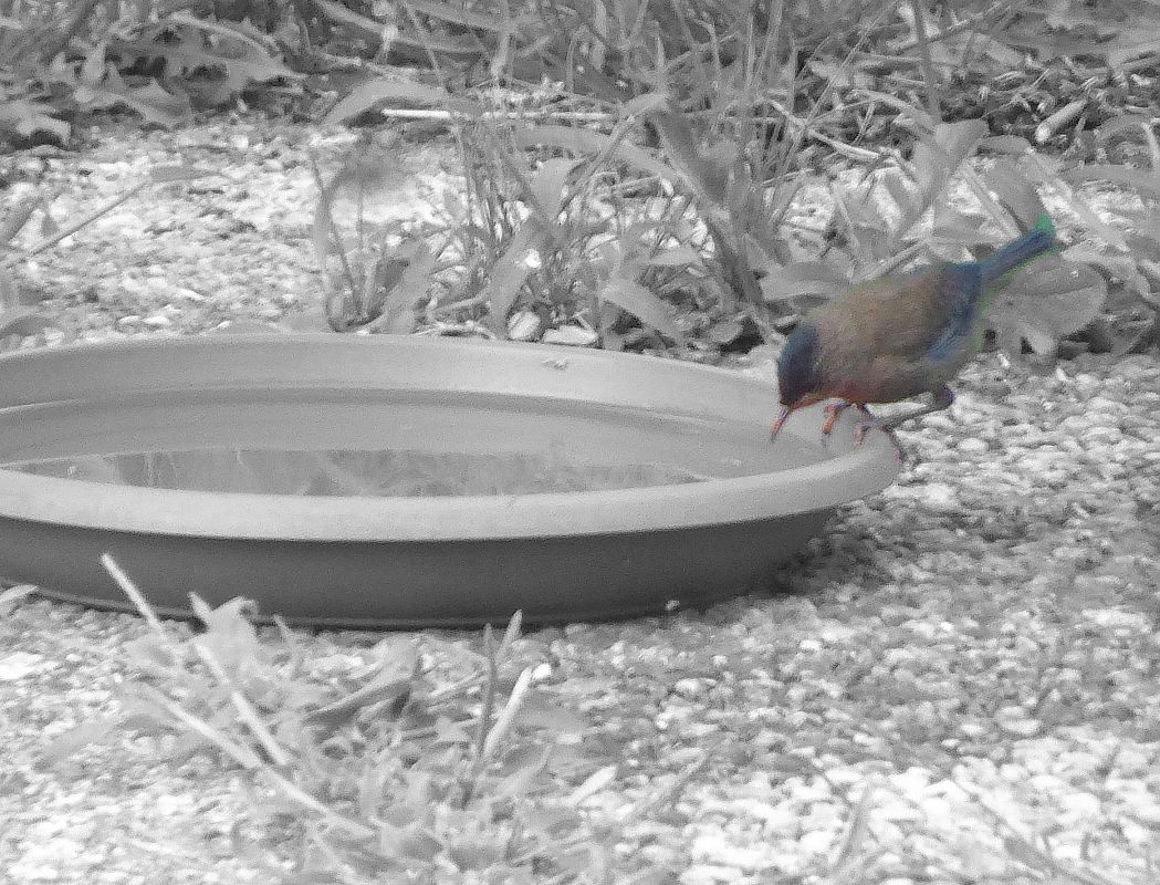 Oiseau indéterminé 