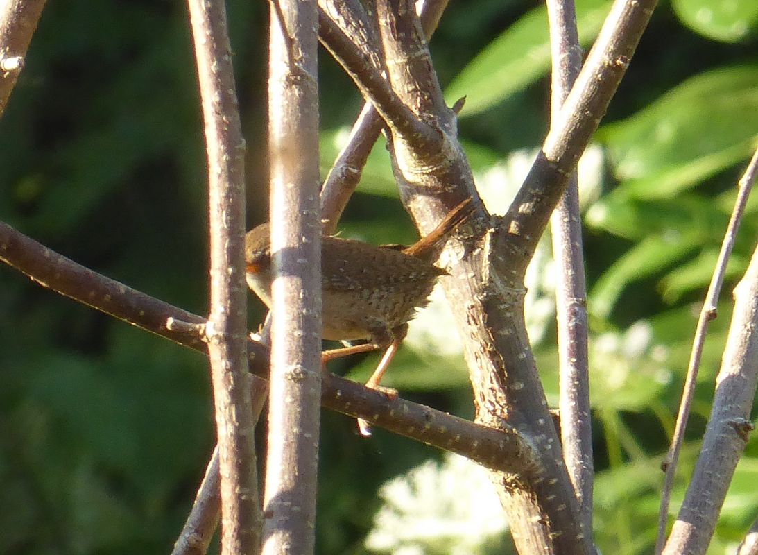 Troglodyte mignon 