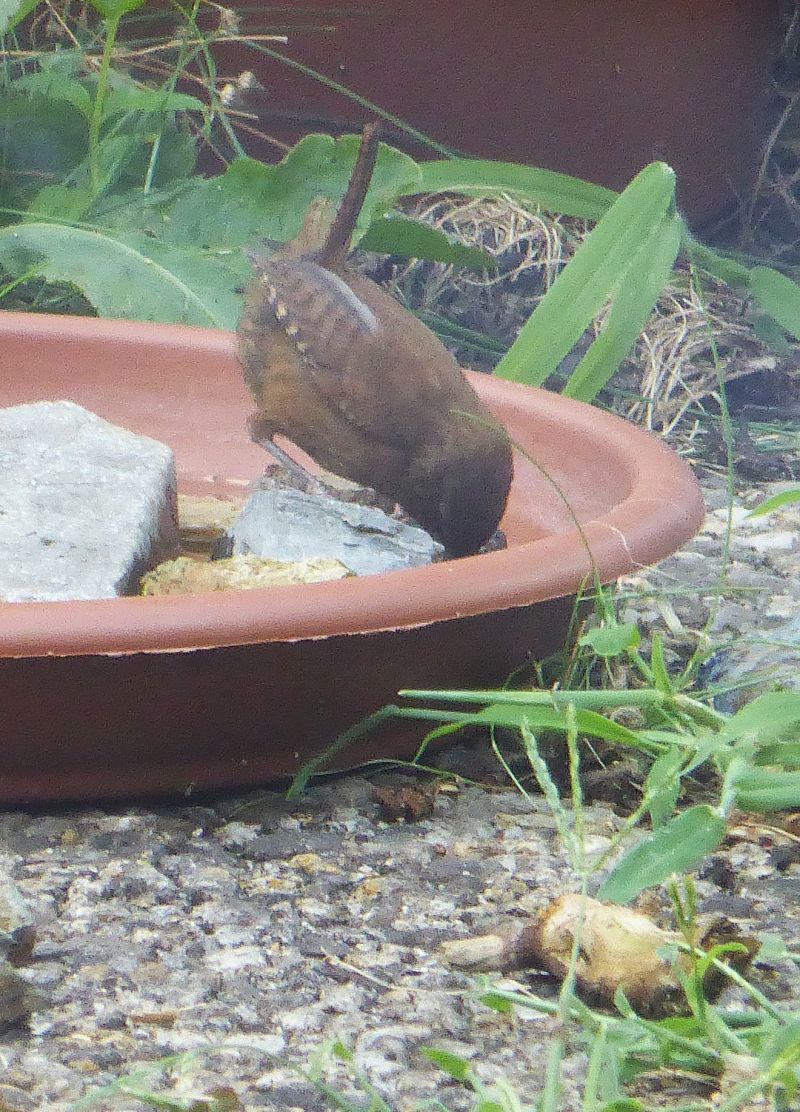 Troglodyte mignon 