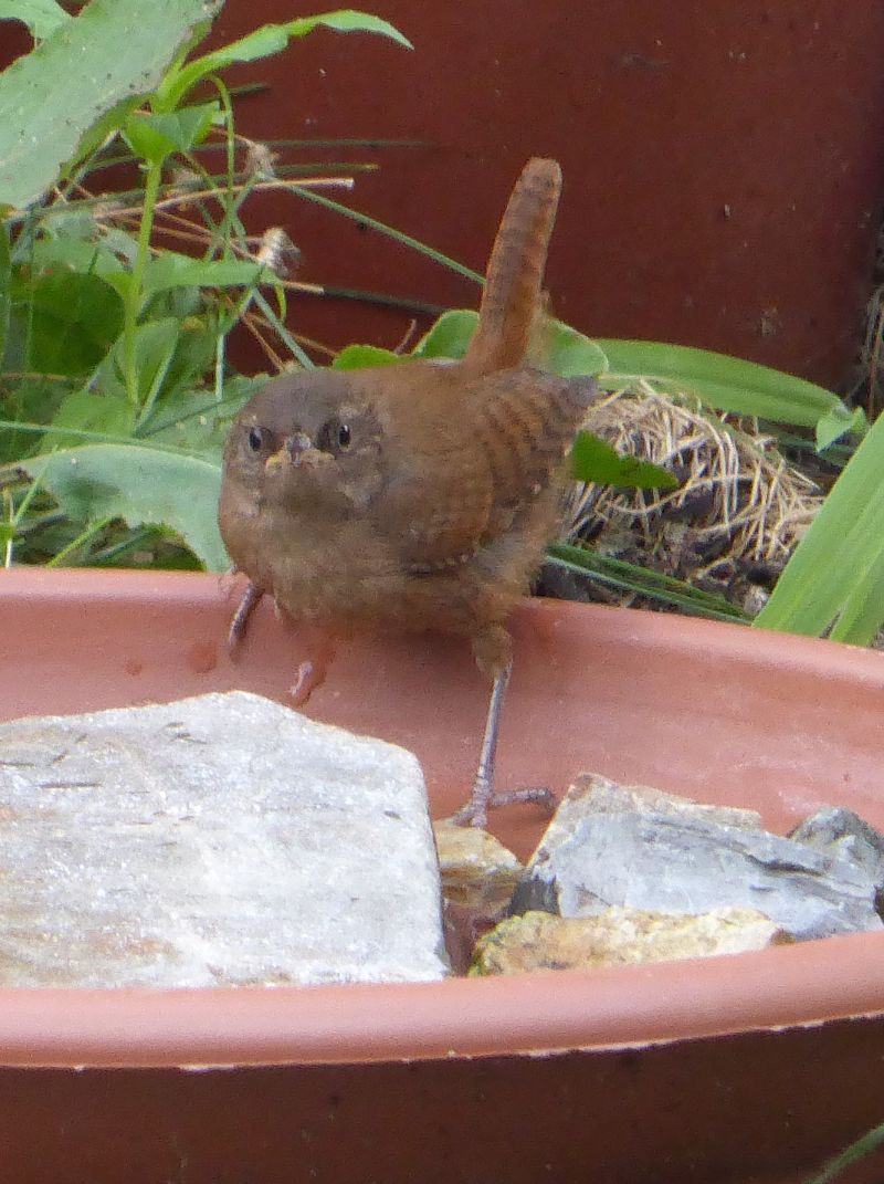 Troglodyte mignon 