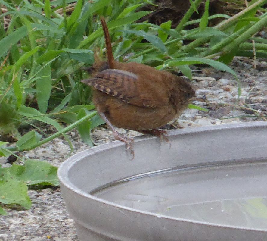 Troglodyte mignon 