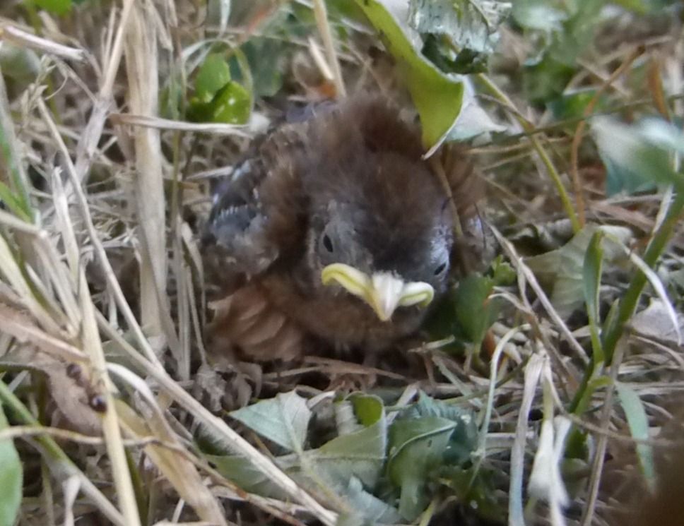 Troglodyte mignon 