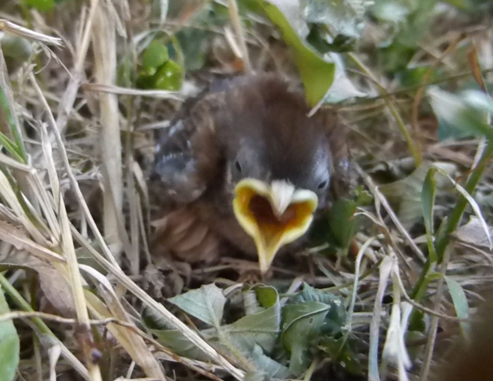 Troglodyte mignon 