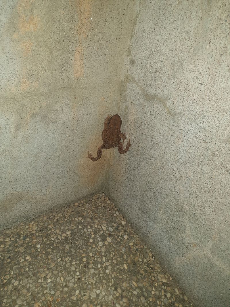 Crapaud commun ou épineux  - Didier Marotel