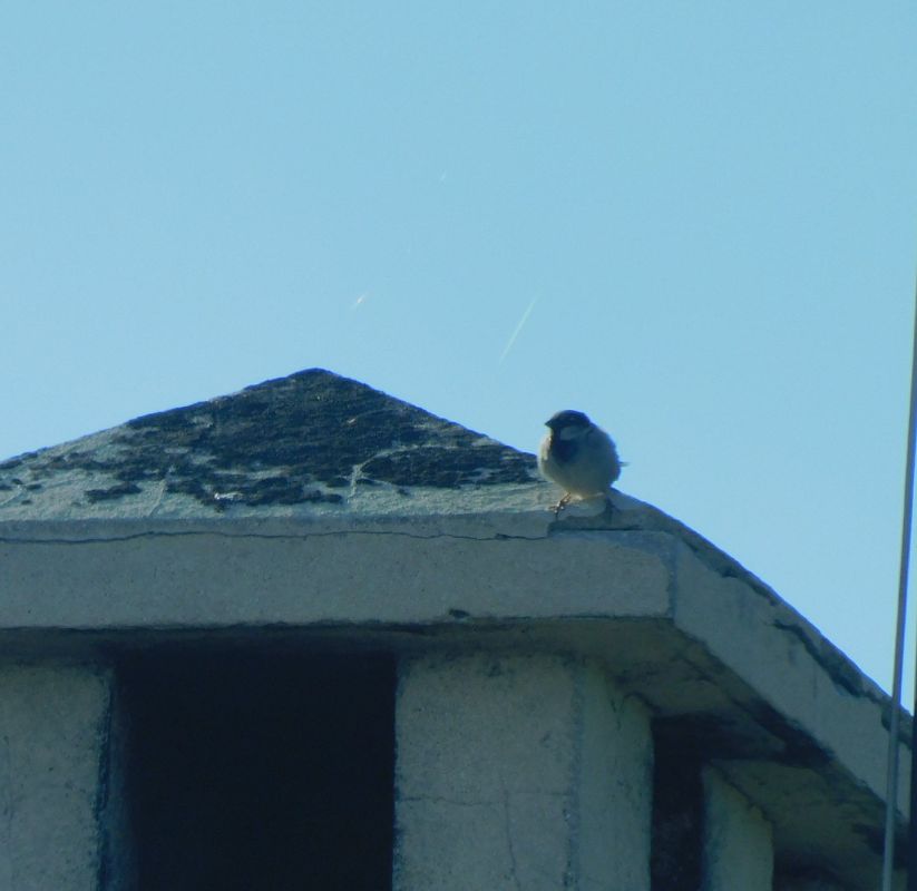 Moineau domestique  - Veronique Lobjoie
