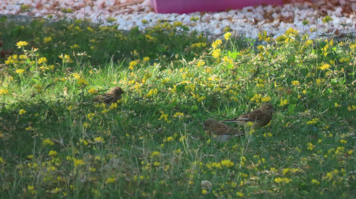 Linotte mélodieuse 