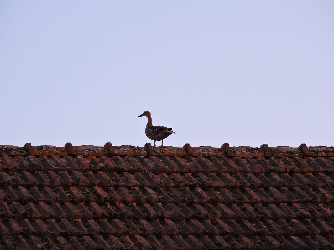 Canard colvert  - Galland Odile