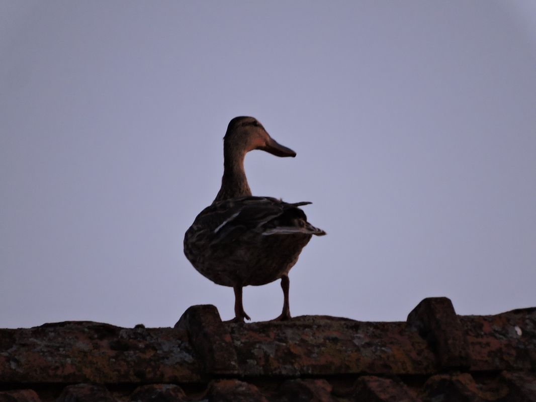 Canard colvert  - Galland Odile
