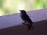 Pipit spioncelle 