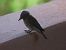 Pipit spioncelle 