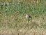 Moineau domestique (Passer domesticus) © Taquet Pierrette