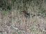 Grive musicienne (Turdus philomelos) © Taquet Pierrette