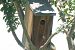 Moineau friquet 