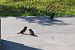 Moineau friquet 