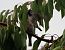 Moineau domestique 