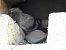 Pigeon biset domestique (Columba livia f. domestica) © Xavier Terrassier