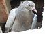 Pigeon biset domestique  - Xavier Terrassier